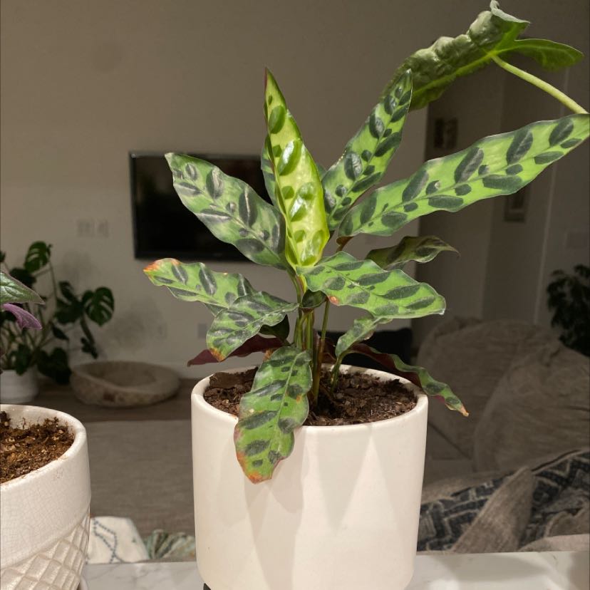 Photo of the plant species Rattlesnake Plant by @SportiveZzplant named Seymour on Greg, the plant care app
