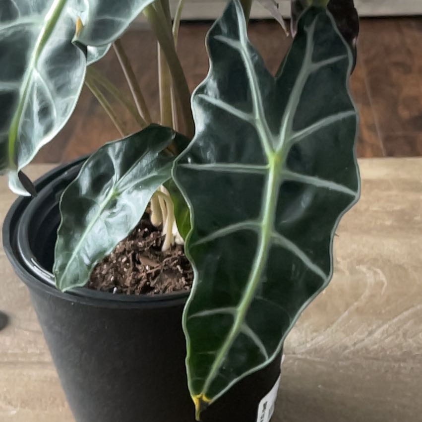 Photo of the plant species Variegated Alocasia Amazonica by @ReallyPuka named Gomez on Greg, the plant care app