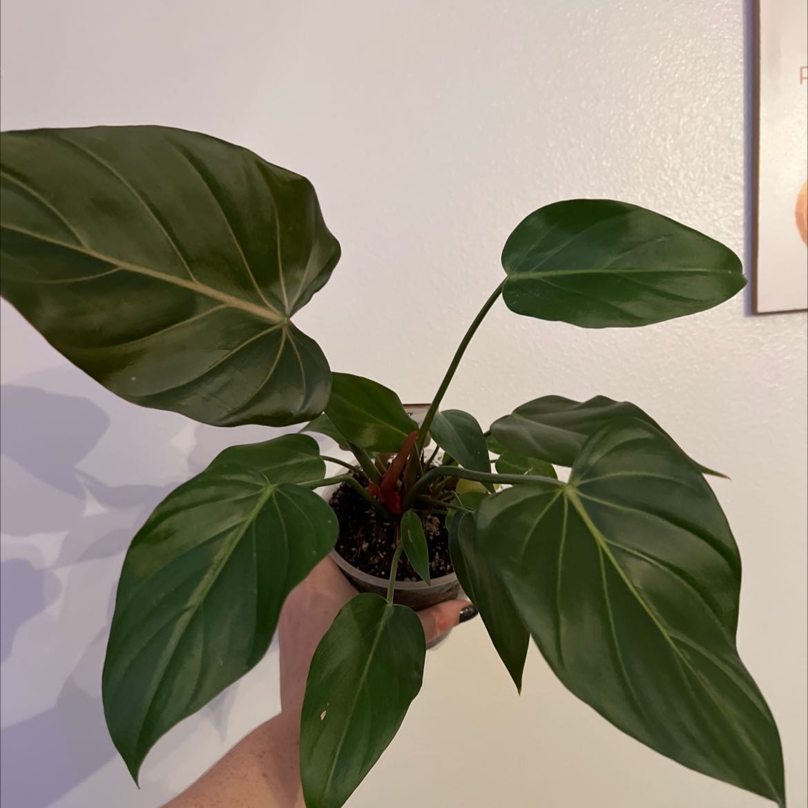 Philodendron 'Summer Glory' plant with large green leaves, held by a hand.