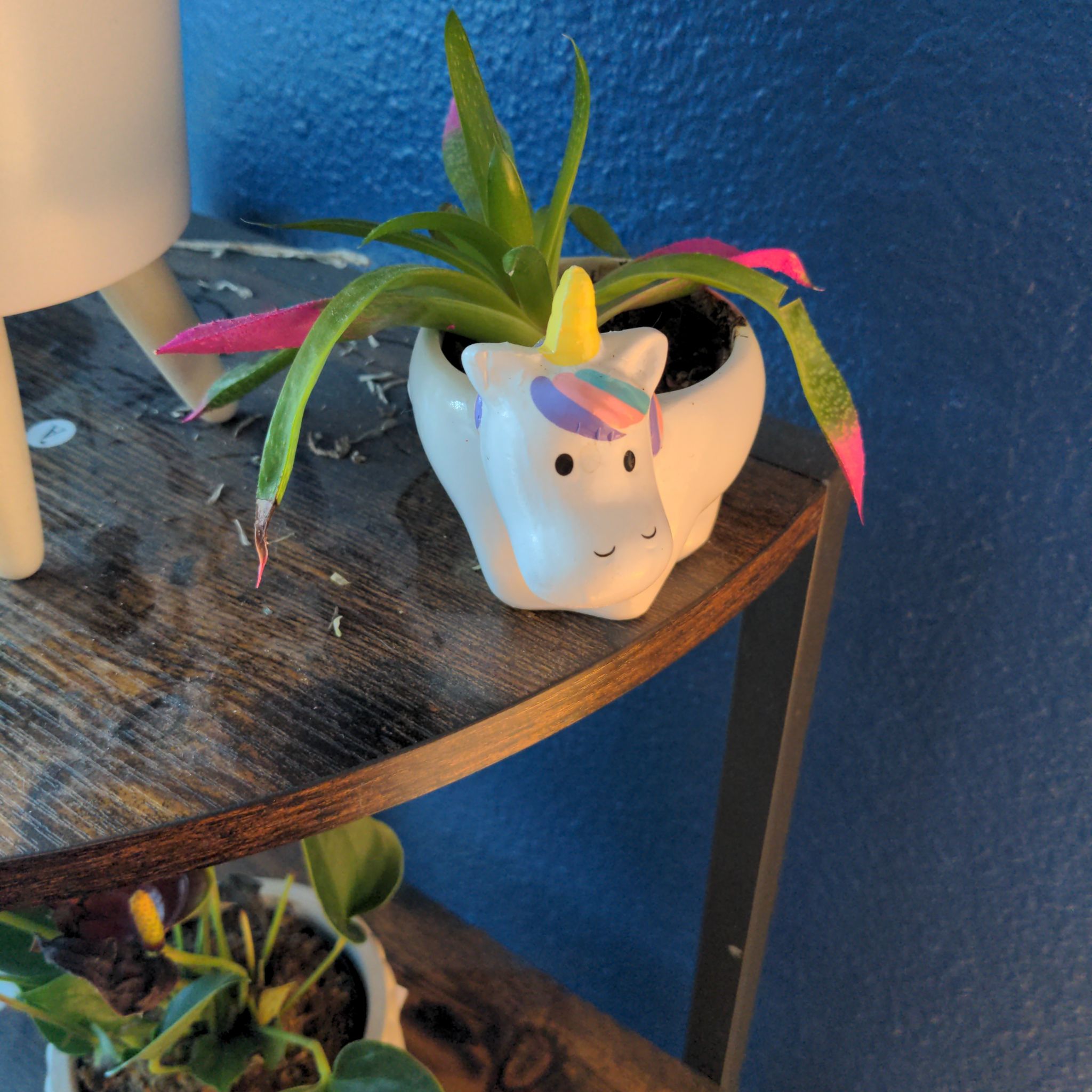 Queen's Tears plant in a unicorn-shaped pot on a wooden shelf with a blue wall background.