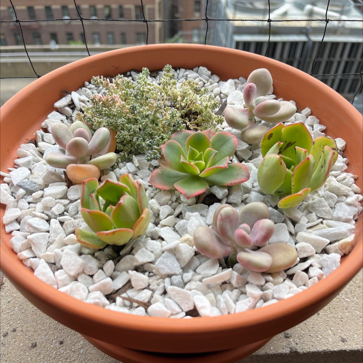 Potted arrangement of Lavender Pebbles succulents with white gravel in a terracotta pot.