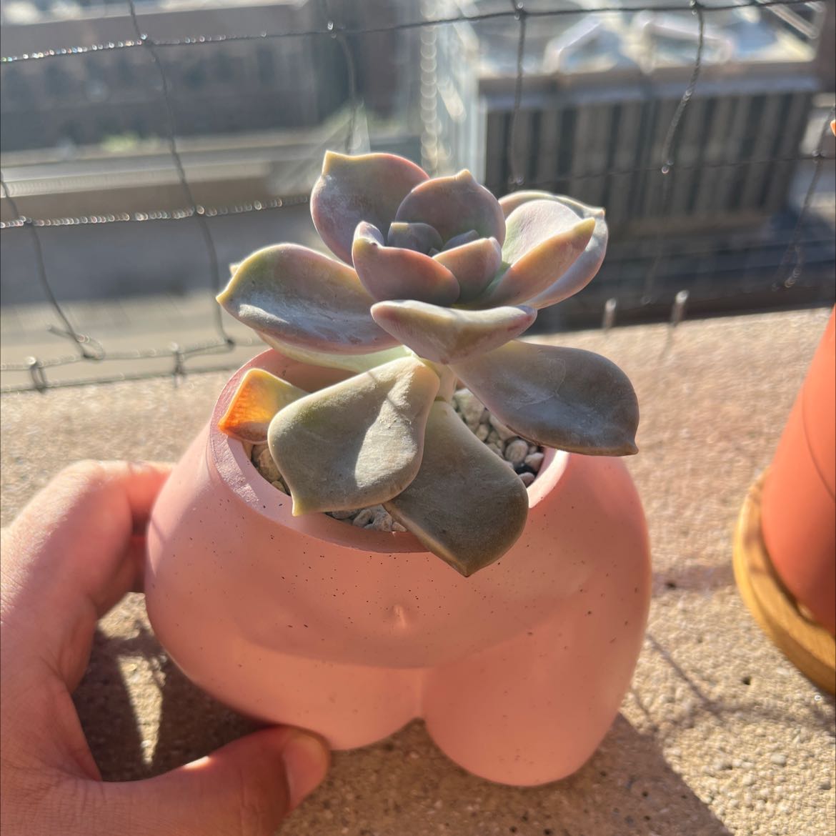 Graptopetalum 'Purple Delight' succulent in a pink pot on a ledge, with a hand holding the pot.