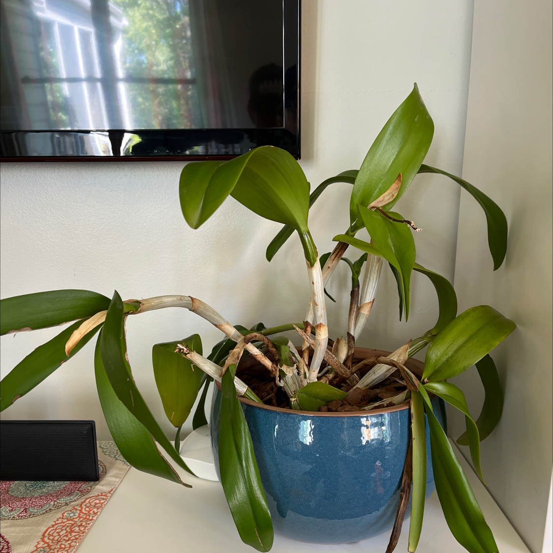 Cockleshell Orchid in a blue pot with some browning leaf tips.