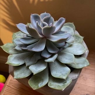 Pearl Echeveria plant in Exeter, England