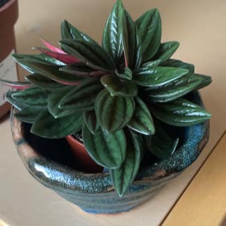 Peperomia 'Rosso' plant in Exeter, England