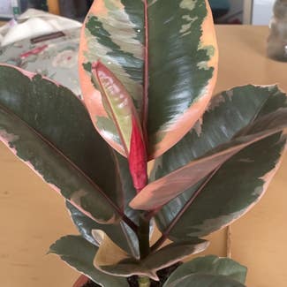Ficus 'Ruby' plant in Exeter, England