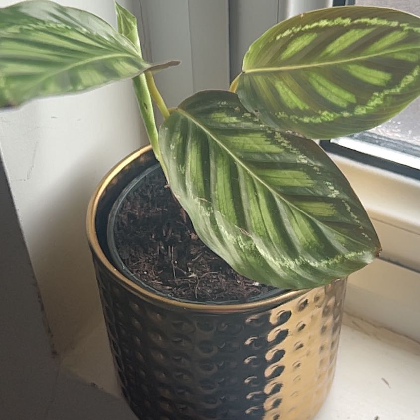 Photo of the plant species Calathea Flamestar by @RedBee named Flamestar on Greg, the plant care app
