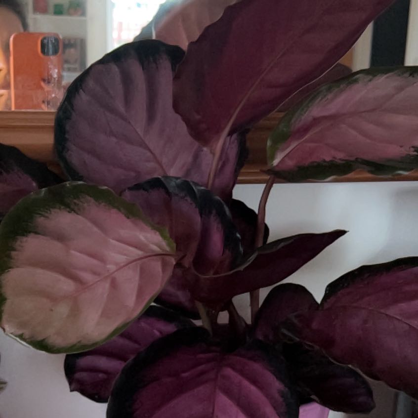 Photo of the plant species calathea rosy by @RedBee named Rosy on Greg, the plant care app