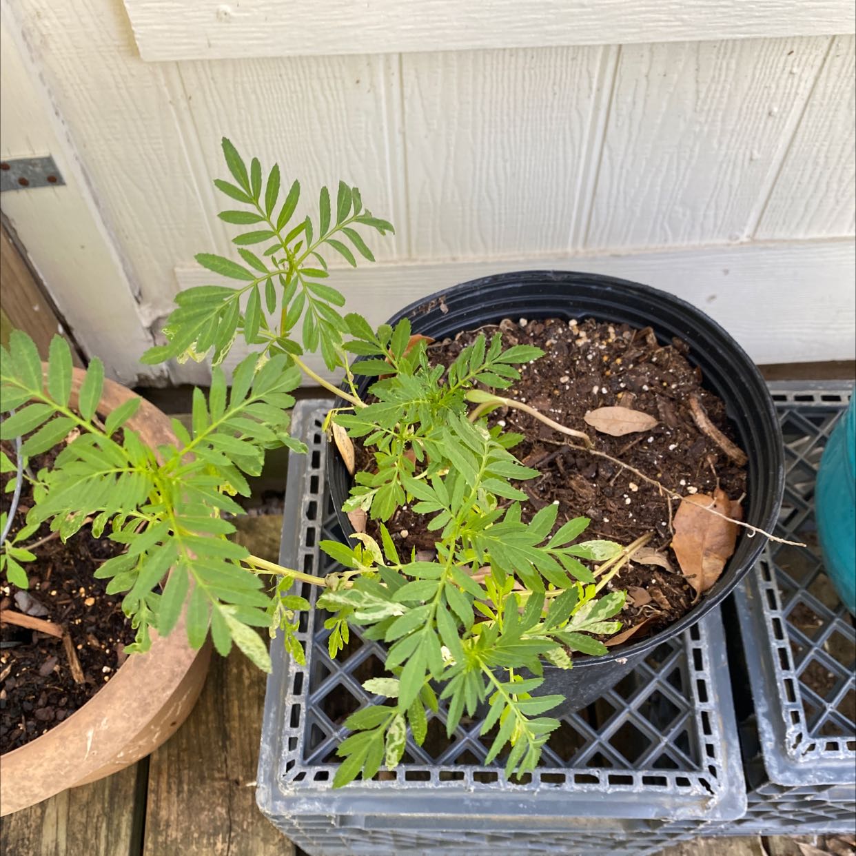 Why Are My Marigold Leaves Mushy? 💧