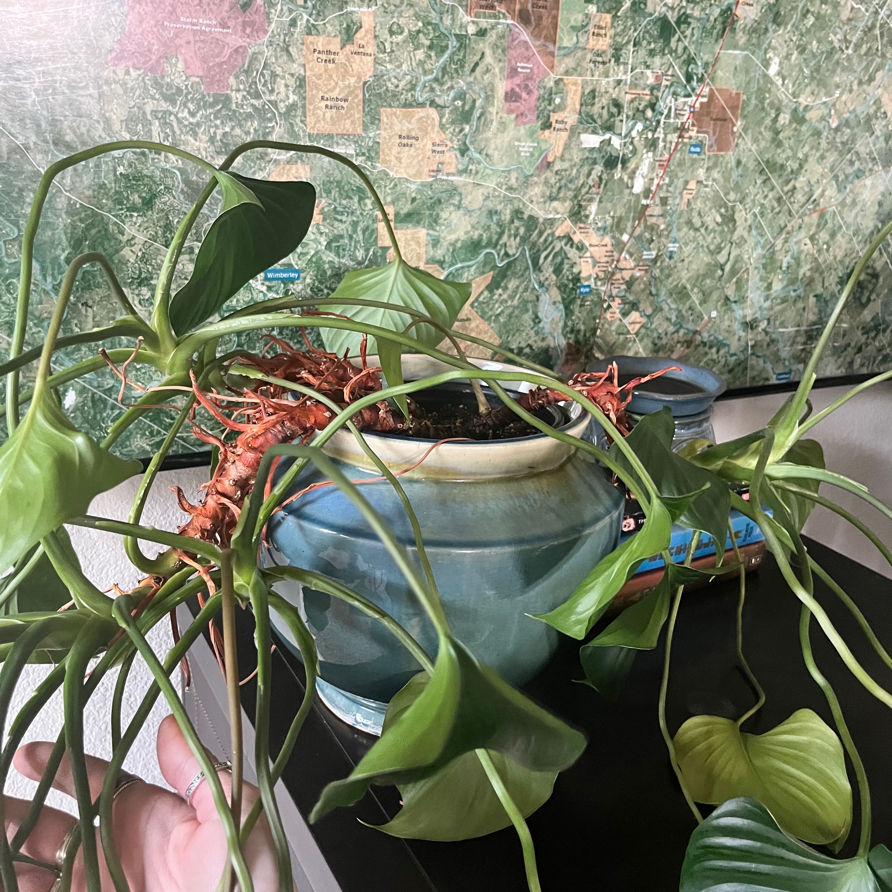 Homalomena 'Emerald Gem' plant in a blue pot with some yellowing and browning leaves.
