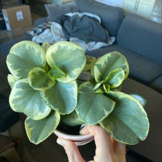 Baby Rubber Plant plant in Kelowna, British Columbia