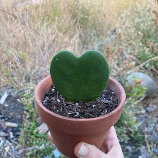 Sweetheart Hoya plant in Kelowna, British Columbia
