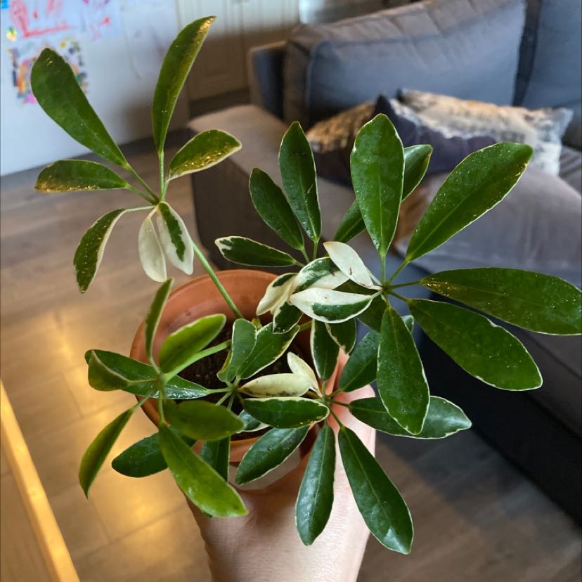 Photo of the plant species Dwarf Umbrella Tree by @carlsreid named ernie on Greg, the plant care app