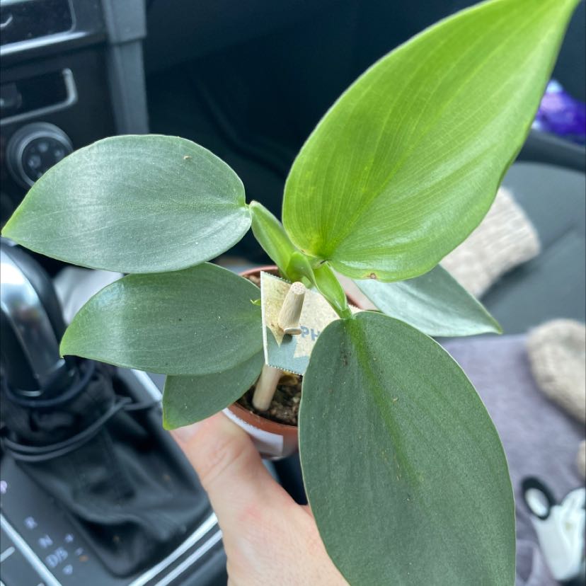 Photo of the plant species silver sword by @carlsreid named lillian on Greg, the plant care app