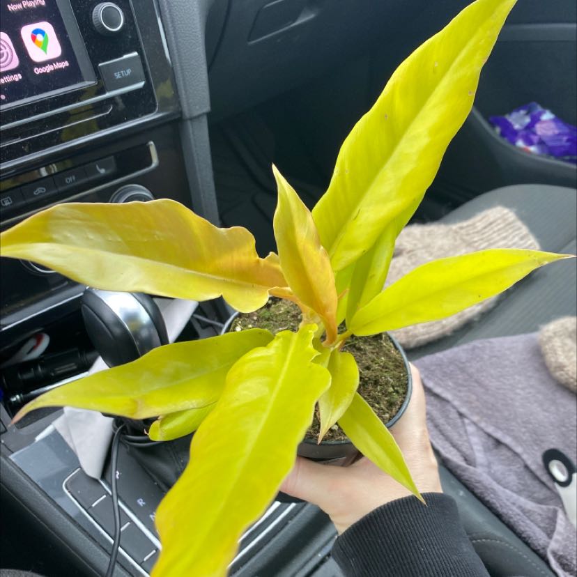 Photo of the plant species Philodendron 'Pluto's Gold' by @carlsreid named Chester on Greg, the plant care app