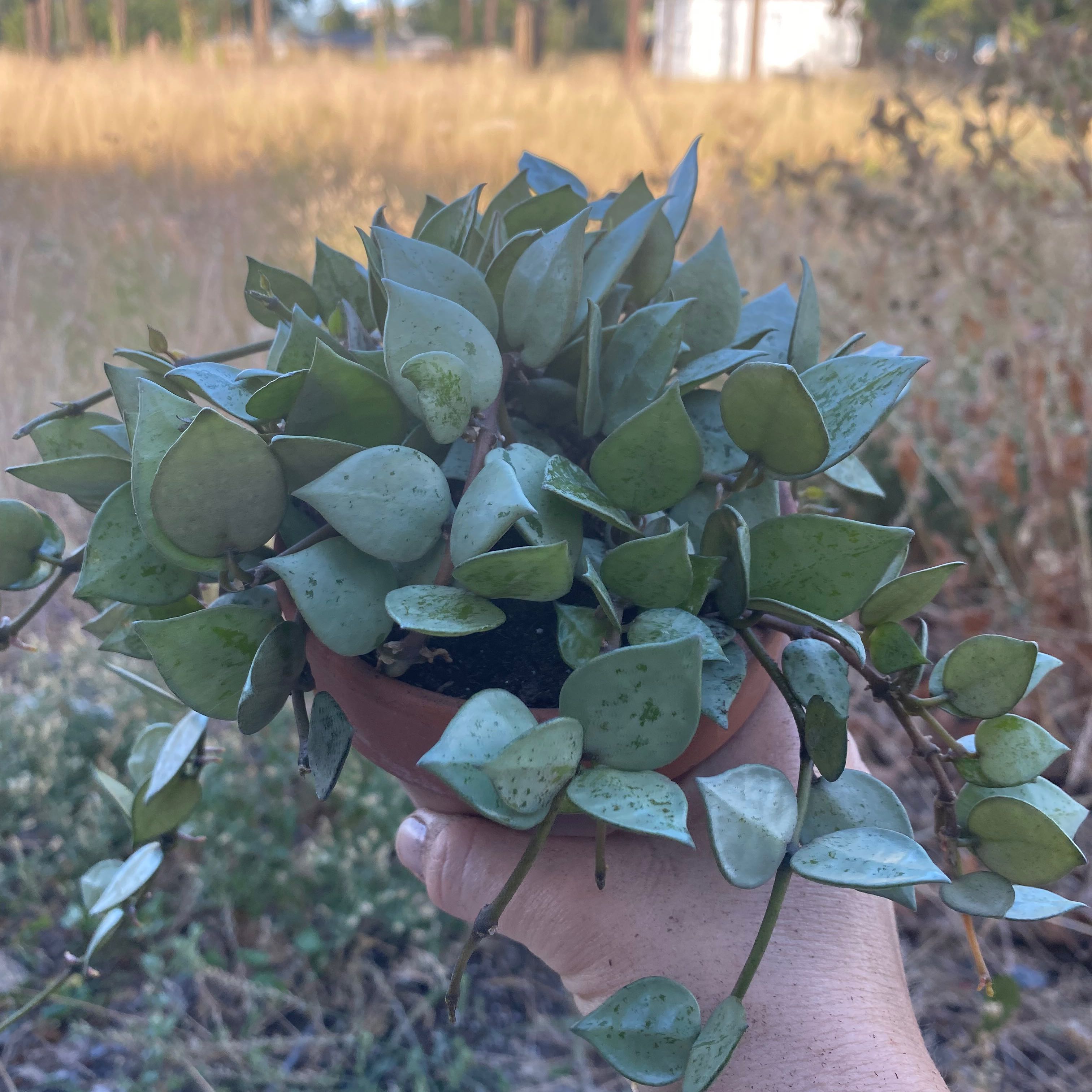 Hoya khroniana Silver Splash plant held by a hand, showing healthy leaves with silver splash pattern.