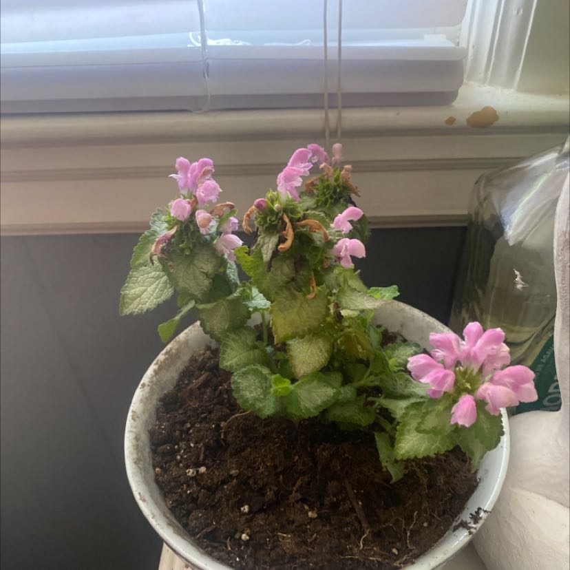 Potted Spotted Deadnettle with pink flowers and some browning leaves.