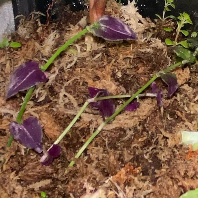 Photo of the plant species purple bridal veil by @fenny named Kylie on Greg, the plant care app