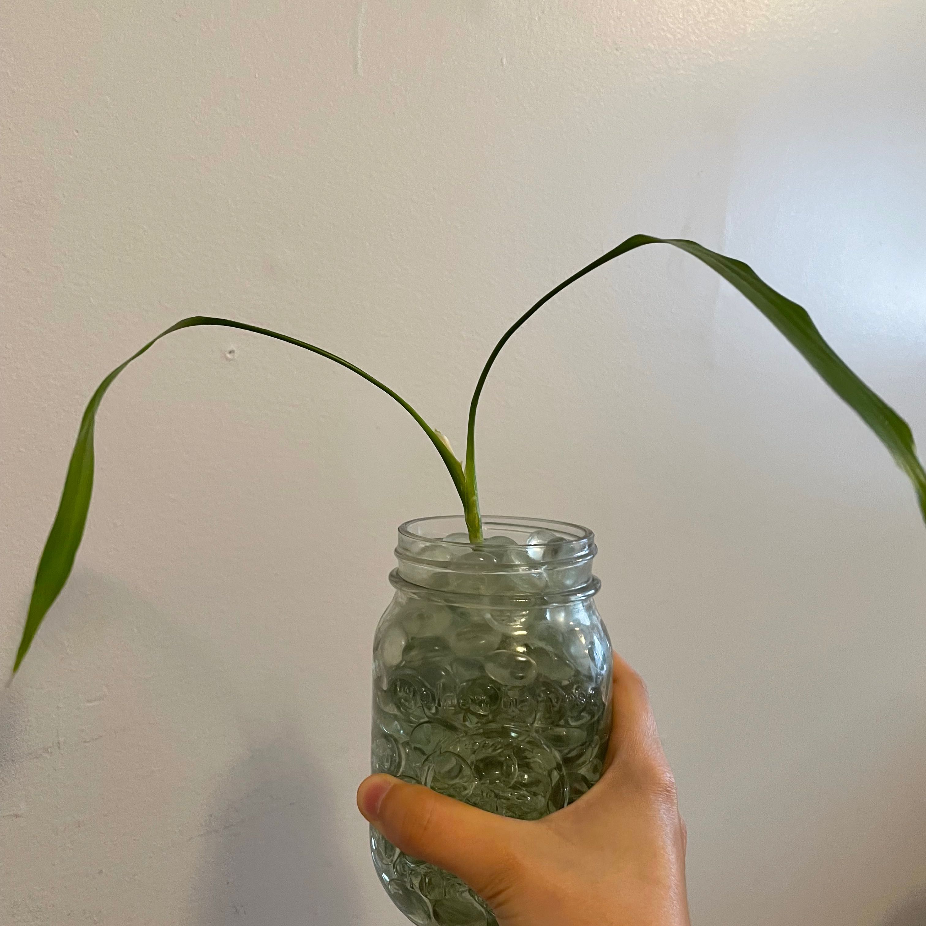 Photo of the plant species Peperomia 'Bamboo Stalks' by @SunnySainfoin named Bambi on Greg, the plant care app