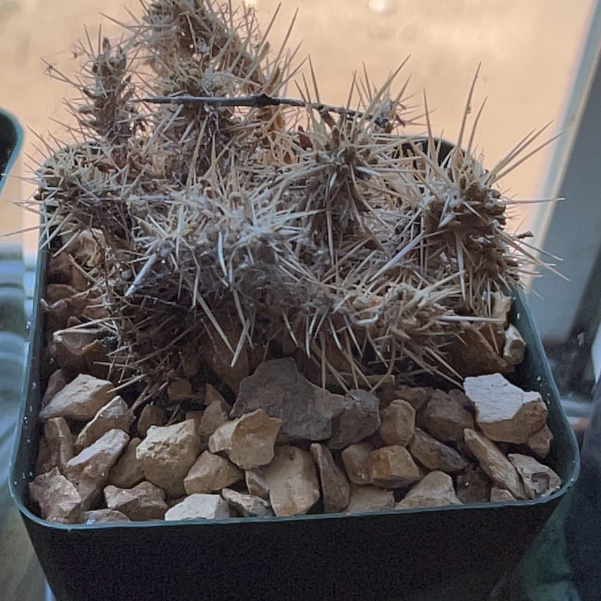 Photo of the plant species Devil's Spineflower by @A-Leash-Ah named Kardashian on Greg, the plant care app