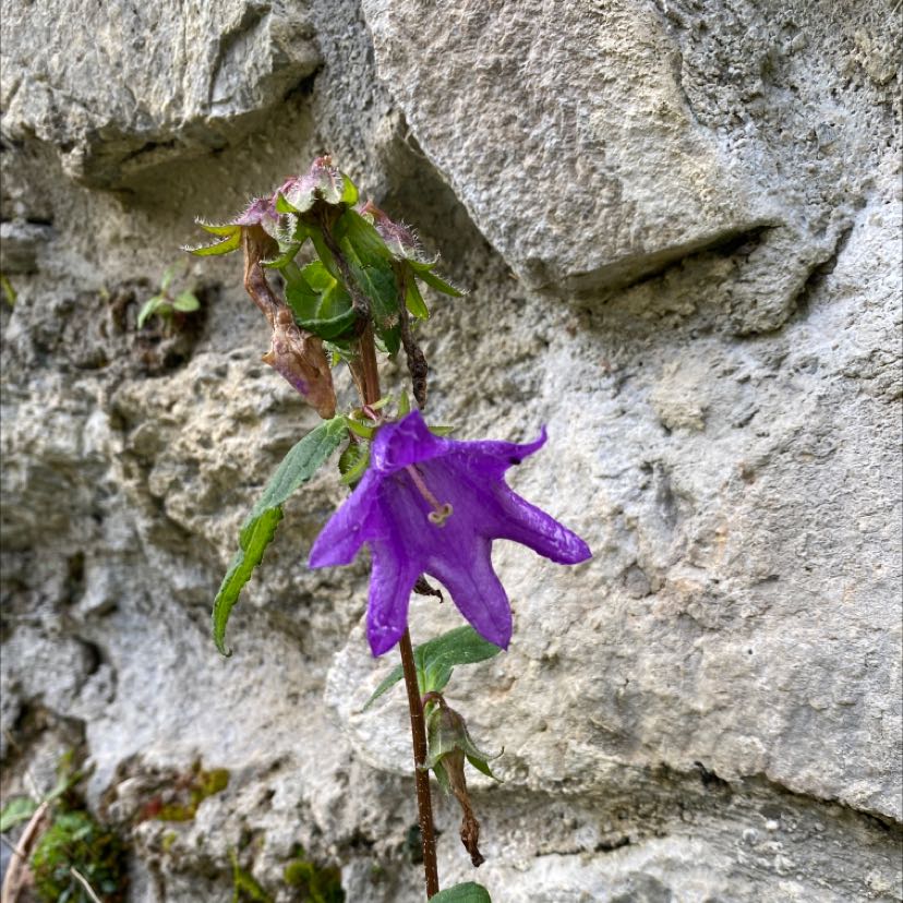 Photo of the plant species Bats in the Belfry by @PivotalSquash named Purle on Greg, the plant care app