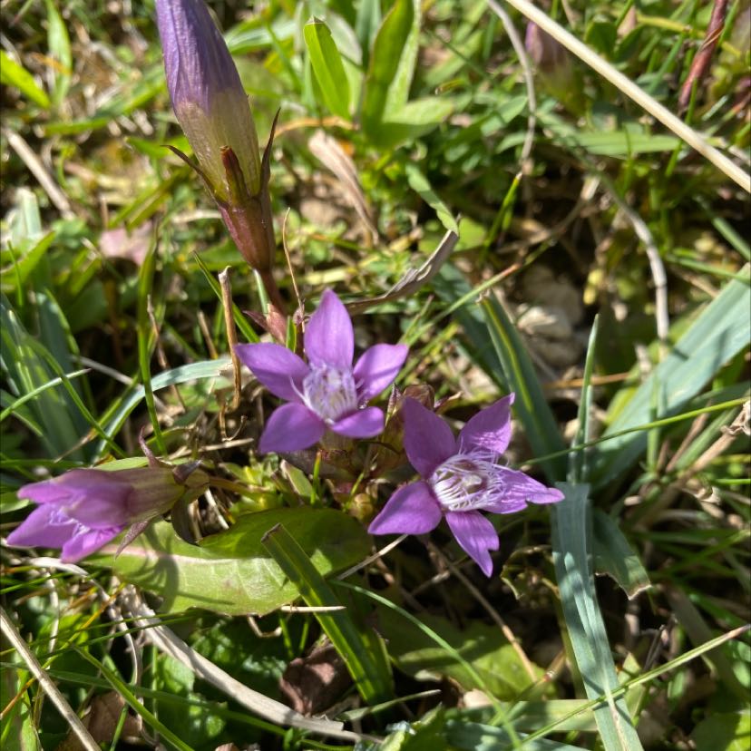 Photo of the plant species German gentian by @PivotalSquash named Purple on Greg, the plant care app