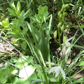 Photo of the plant species St Bernard's Lily by @PivotalSquash named Fernie Mac on Greg, the plant care app