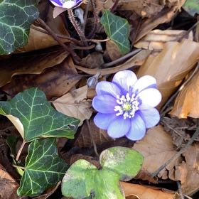 Photo of the plant species American Liverleaf by @PivotalSquash named Sigmund on Greg, the plant care app