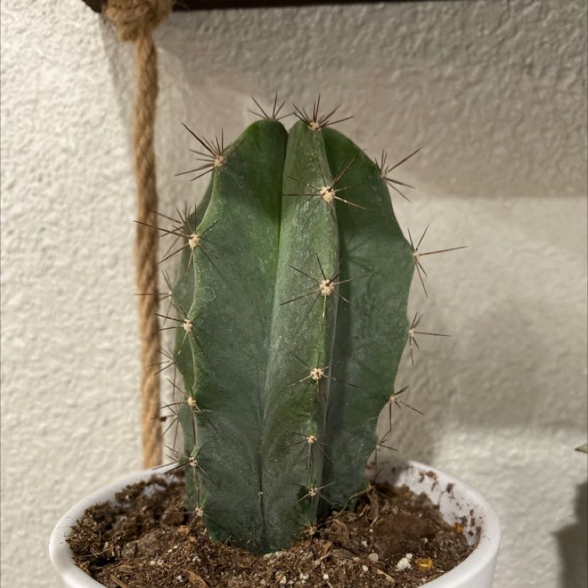 Photo of the plant species Pleated Cereus by @Klaudia named Hulk on Greg, the plant care app