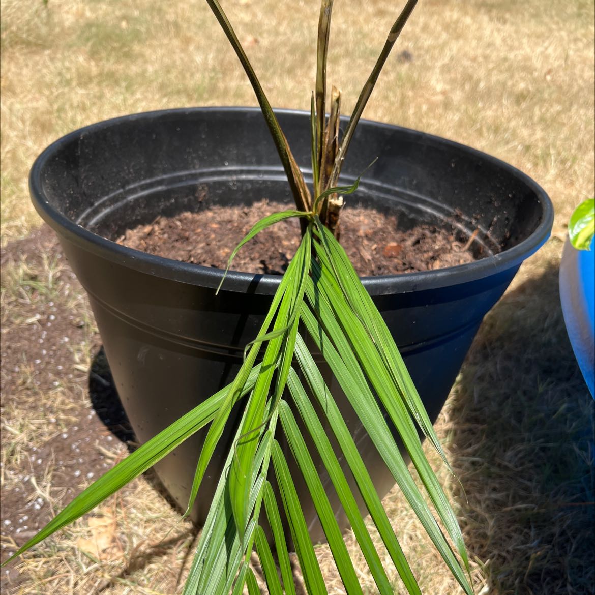 Potted Canary Island Date Palm with green and brown fronds, visible soil.