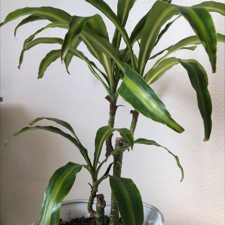 Dracaena 'Hawaiian Sunshine' plant with green leaves and yellow stripes in a pot with visible soil.