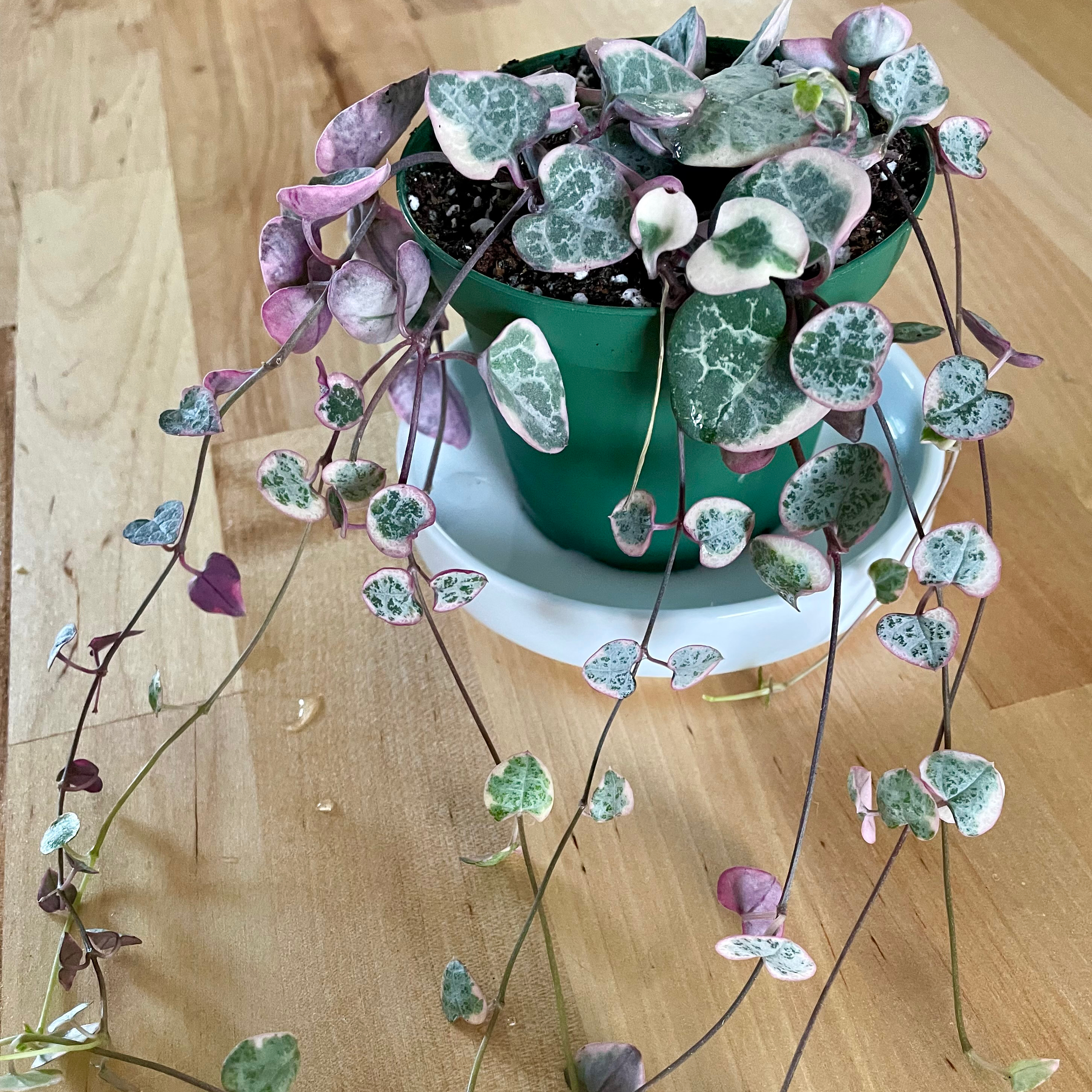 Variegated String of Hearts plant in a green pot with healthy, patterned leaves.