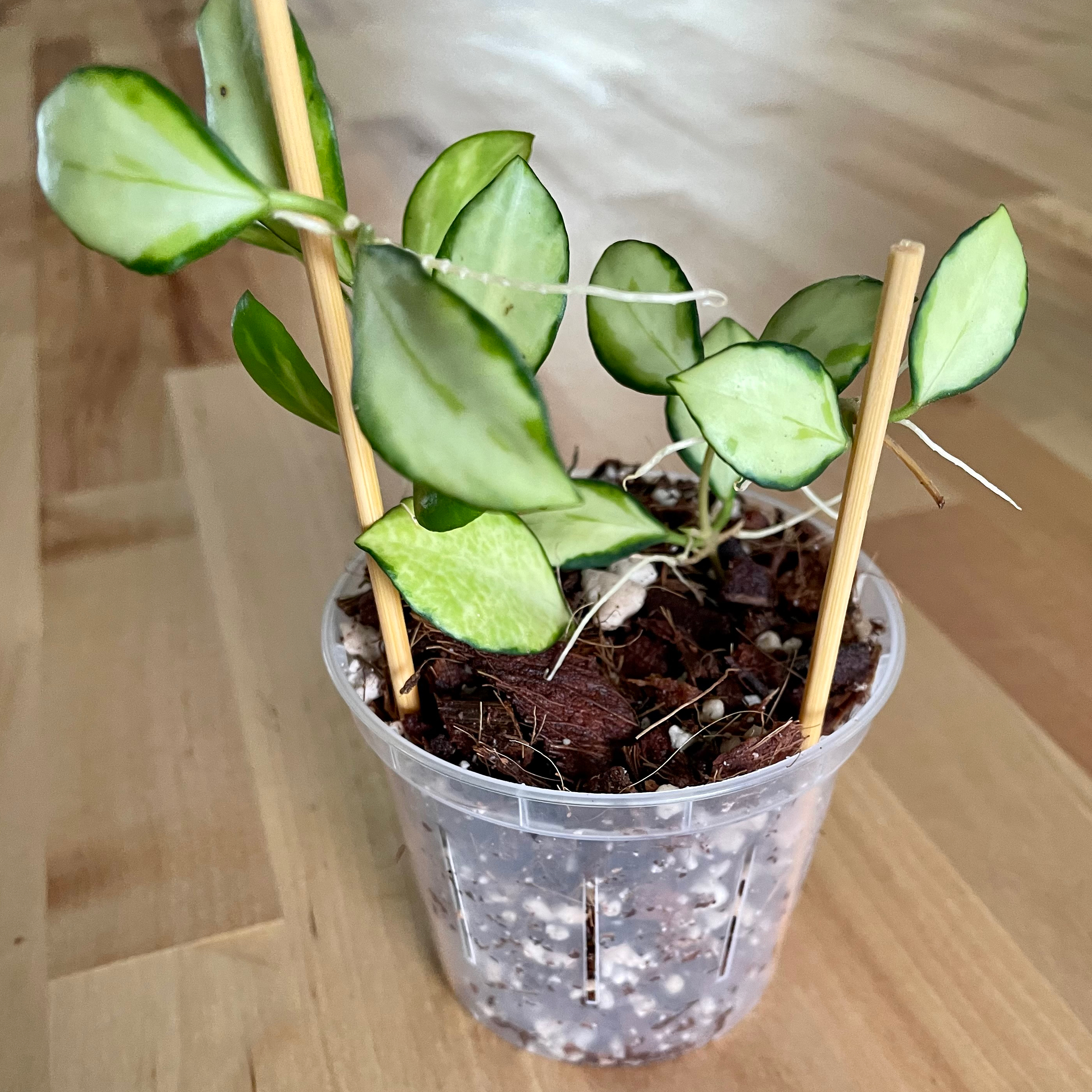 Hoya heuschkeliana variegata plant in a clear plastic pot with visible soil and perlite.