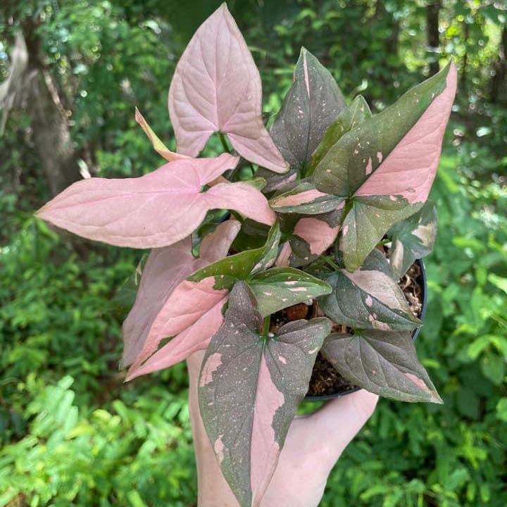 Pink Splash Arrowhead Vine with pink and green leaves held by a hand in an outdoor setting.