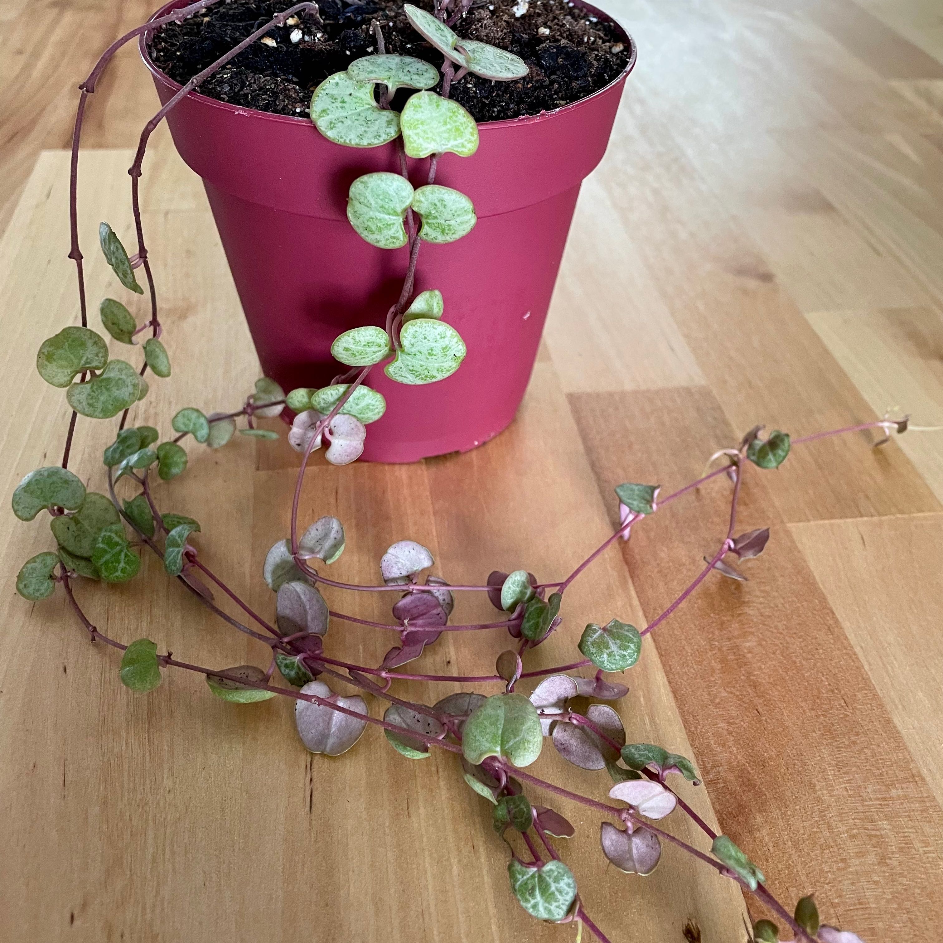 String of Hearts 'Silver Glory' plant in a pink pot with trailing vines and silver variegated leaves.
