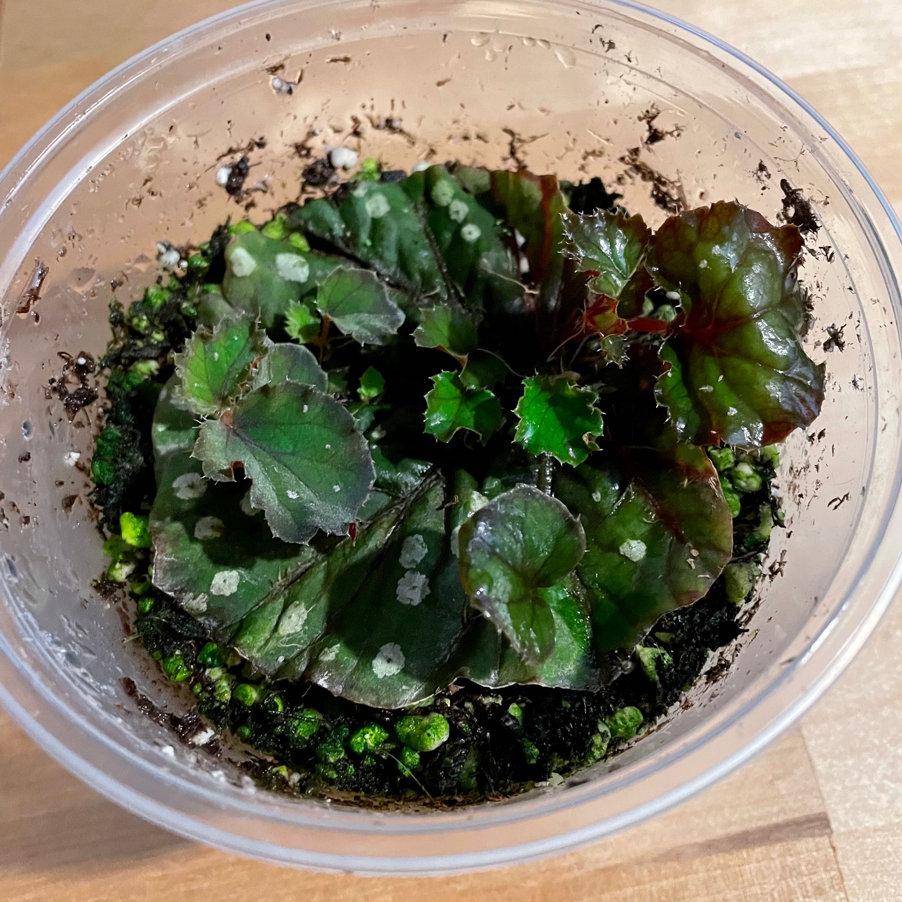 Photo of the plant species Rex Begonia Jurassic Dino by @Dreamy-Sparrow named Rex on Greg, the plant care app