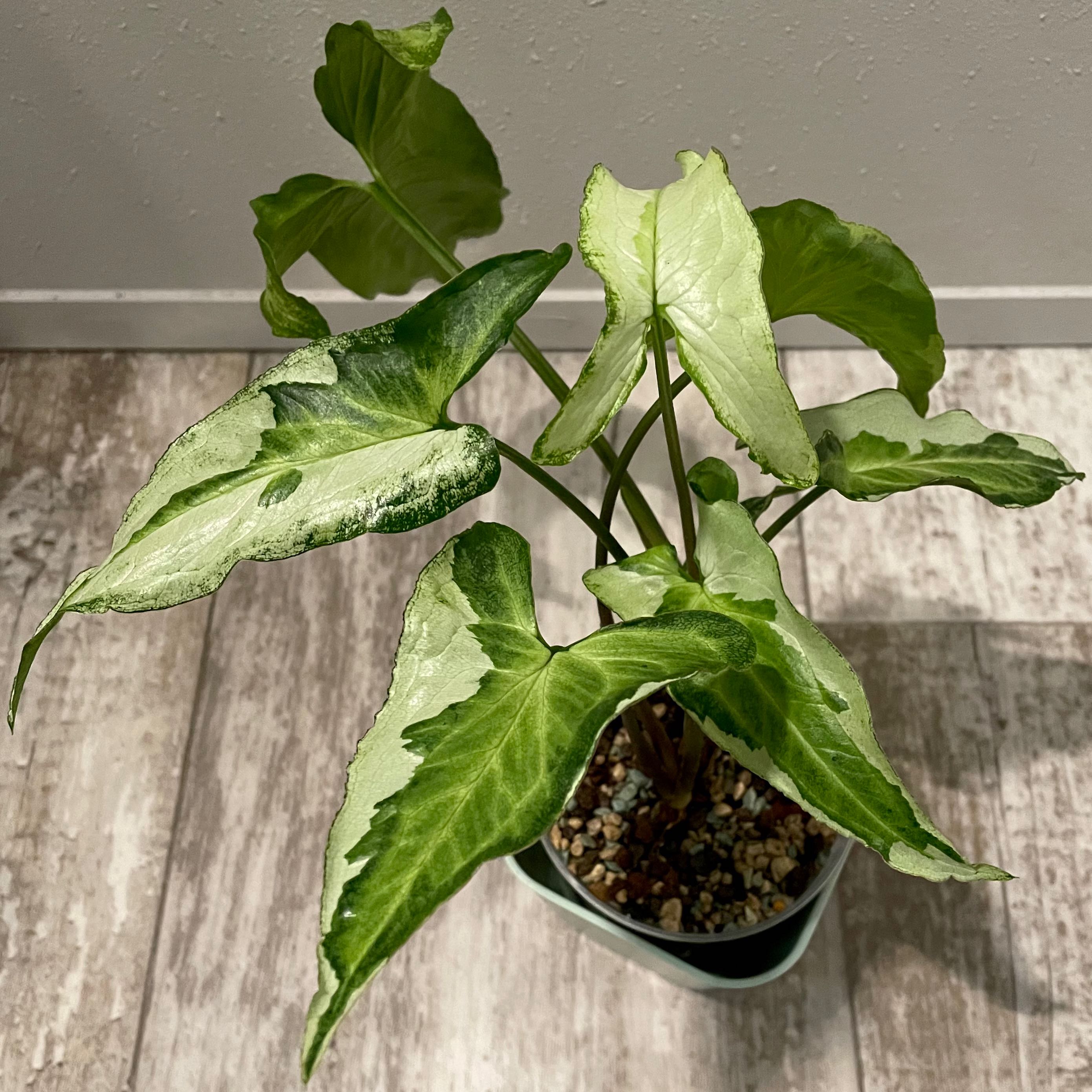Three Kings Syngonium plant in a pot with vibrant green variegated leaves.