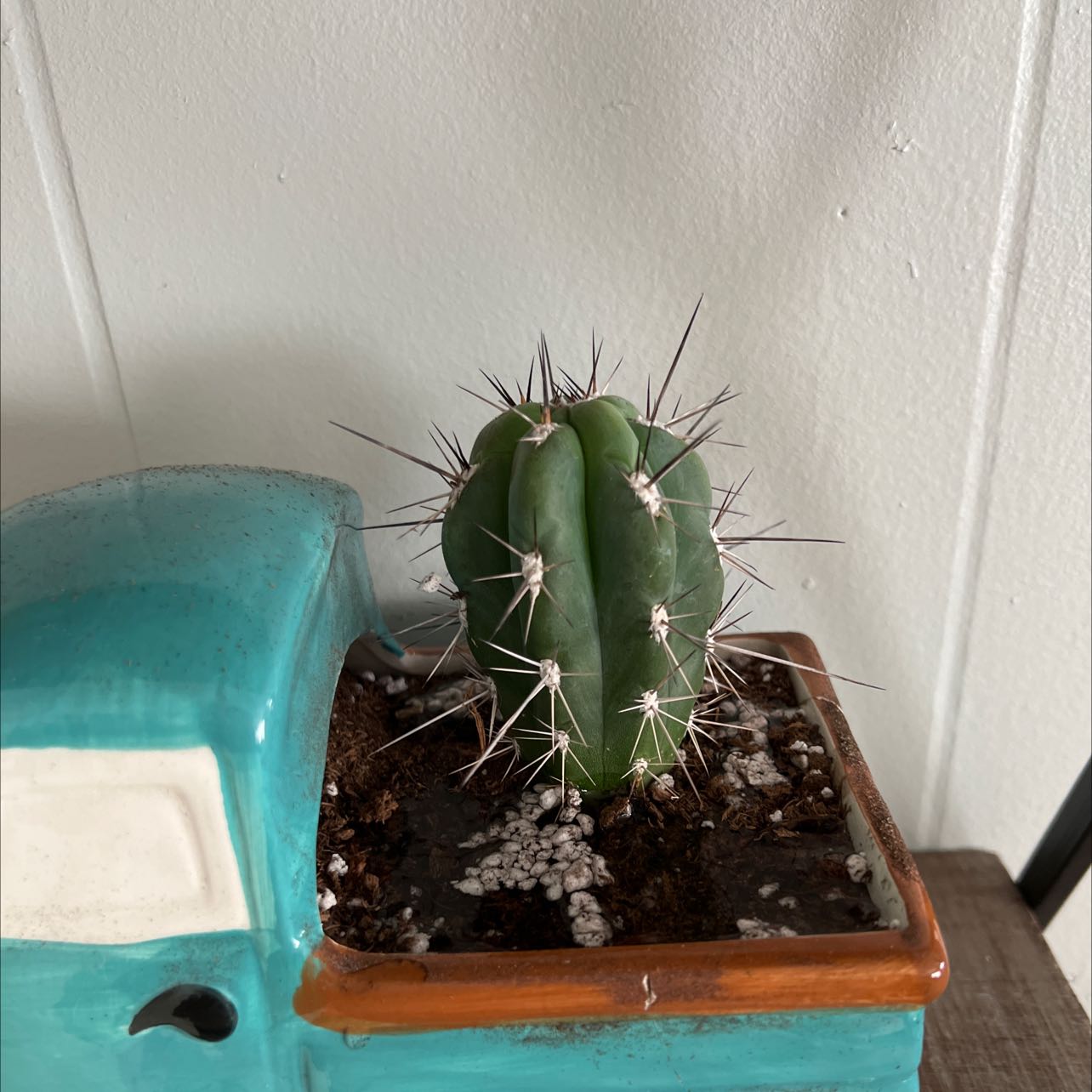 A healthy Toothpick Cactus in a decorative truck-shaped pot.