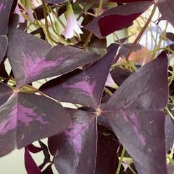 Purple Shamrocks plant