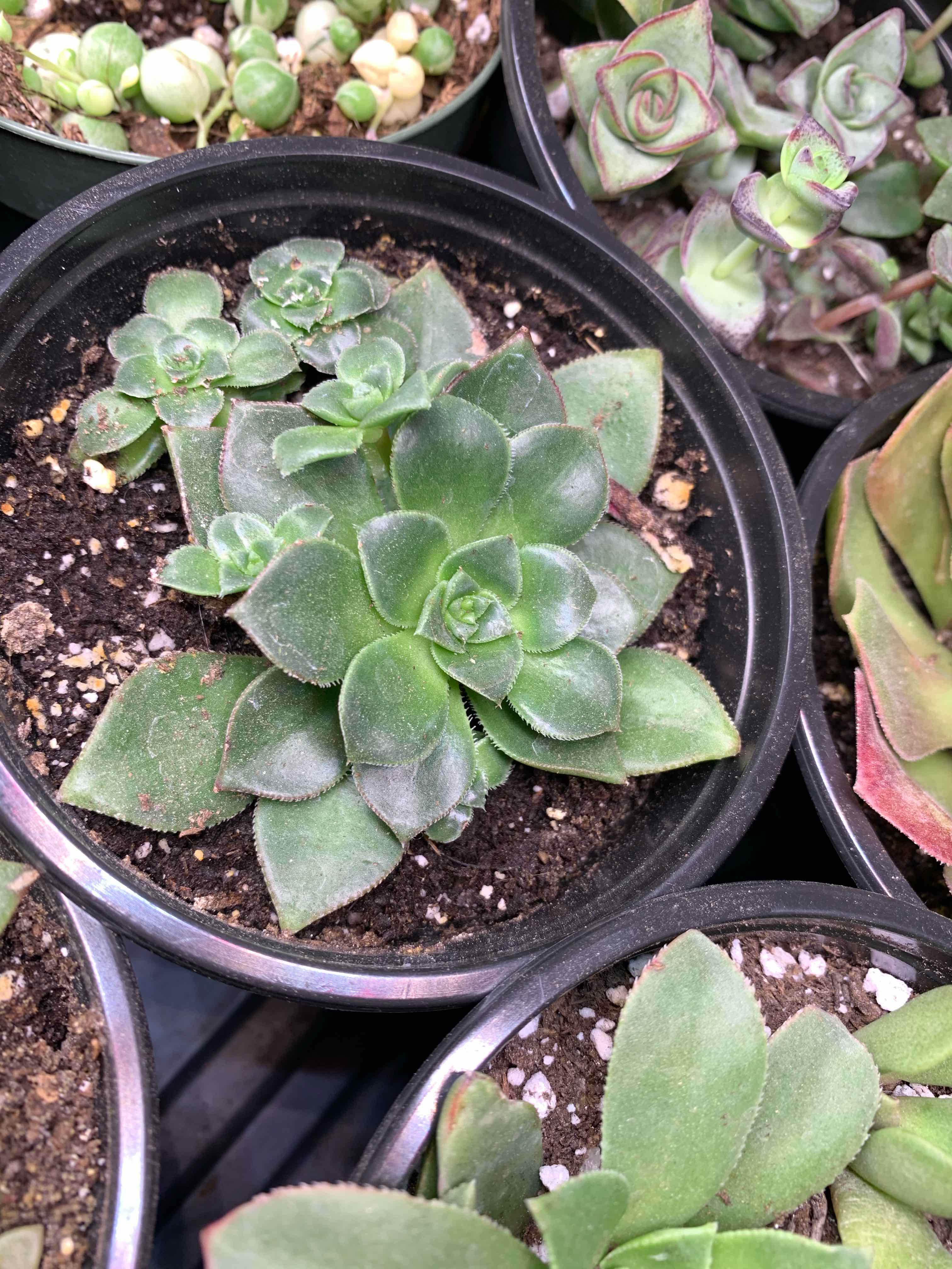 Healthy Haworth's Aeonium plant in a pot with green leaves, well-framed and focused.