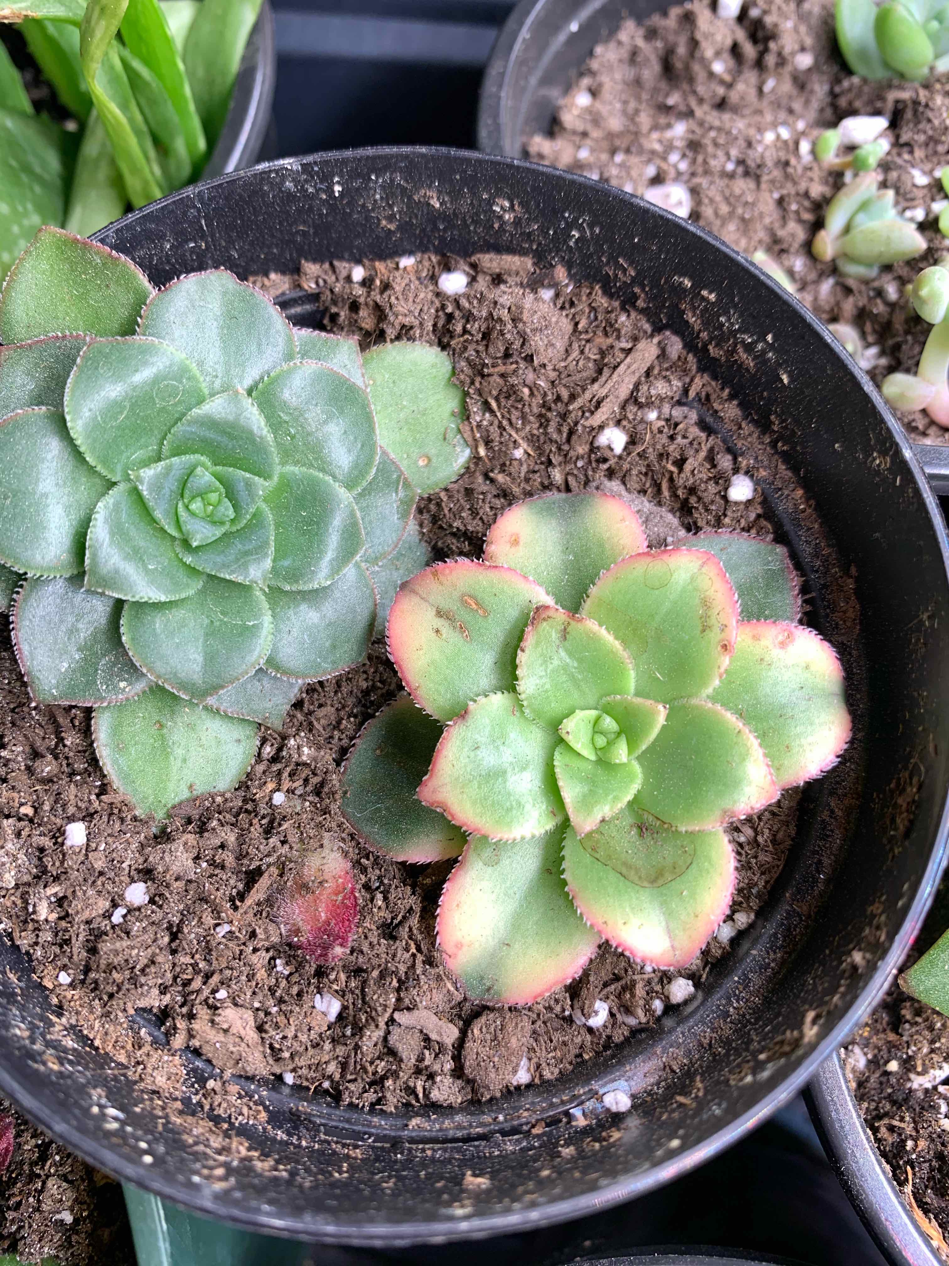 Two healthy Haworth's Aeonium plants in a pot with visible soil.