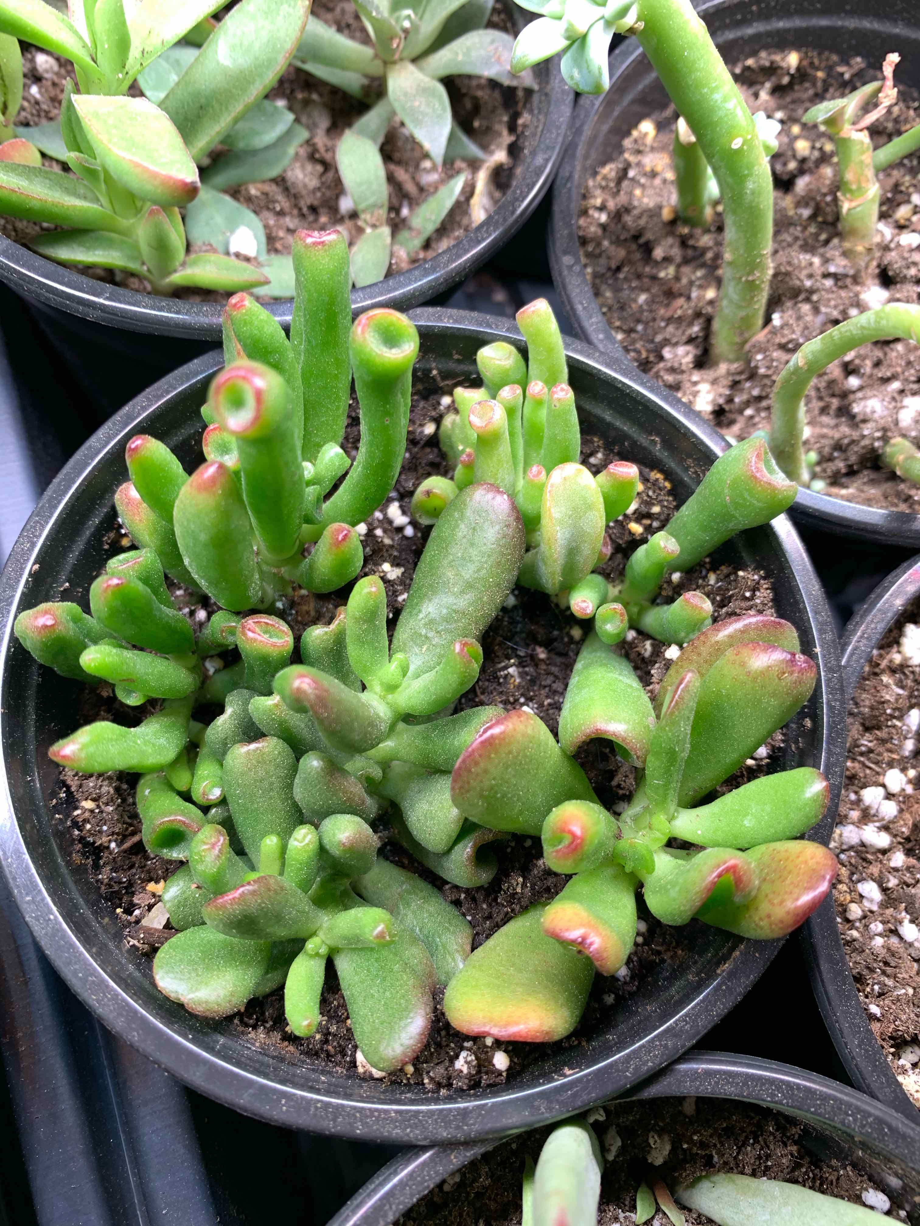 Gollum Jade plant in a pot with vibrant green leaves and some red tips.