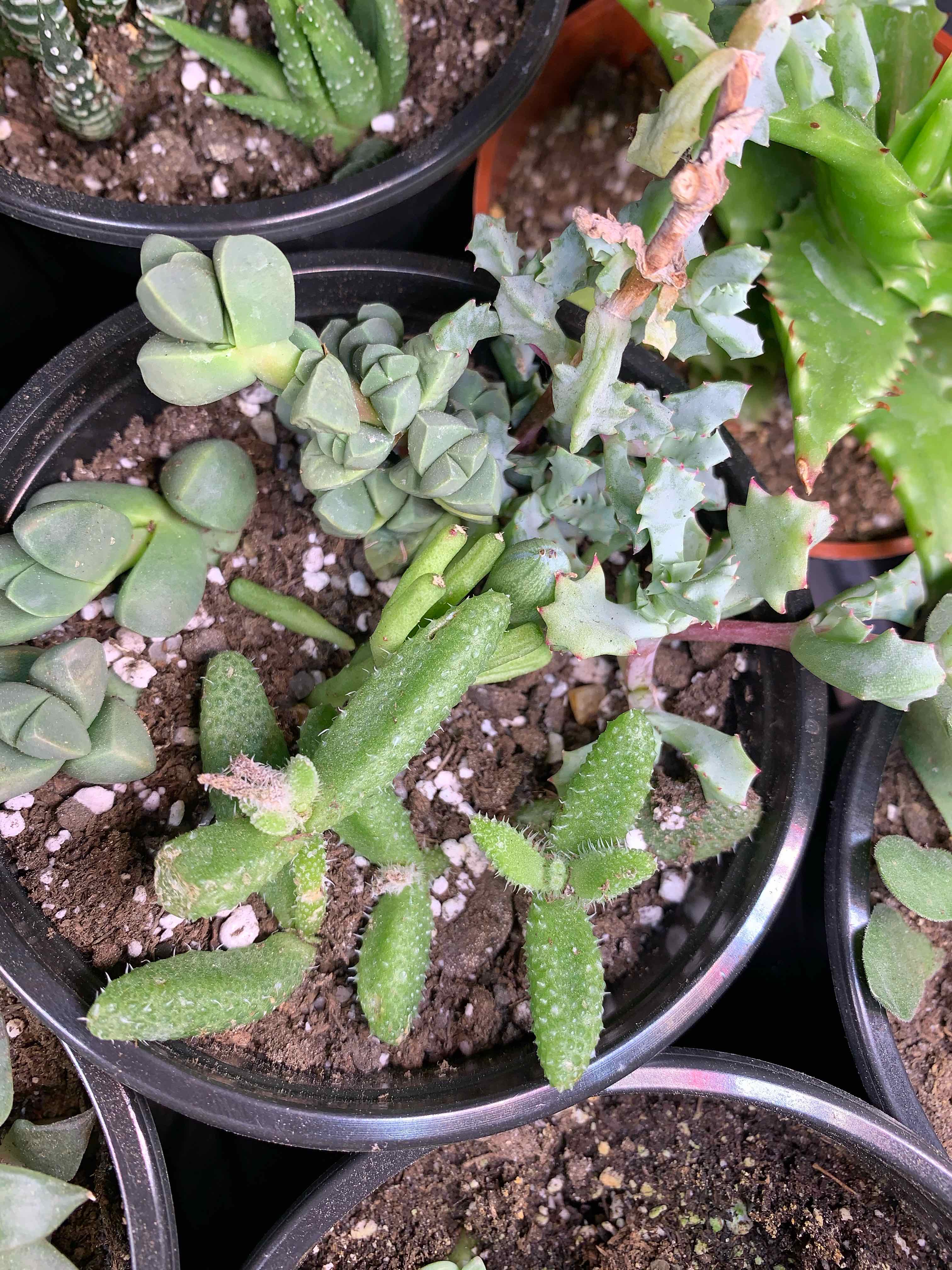 Image of a Pickle Plant in a pot with visible soil and other small potted plants.