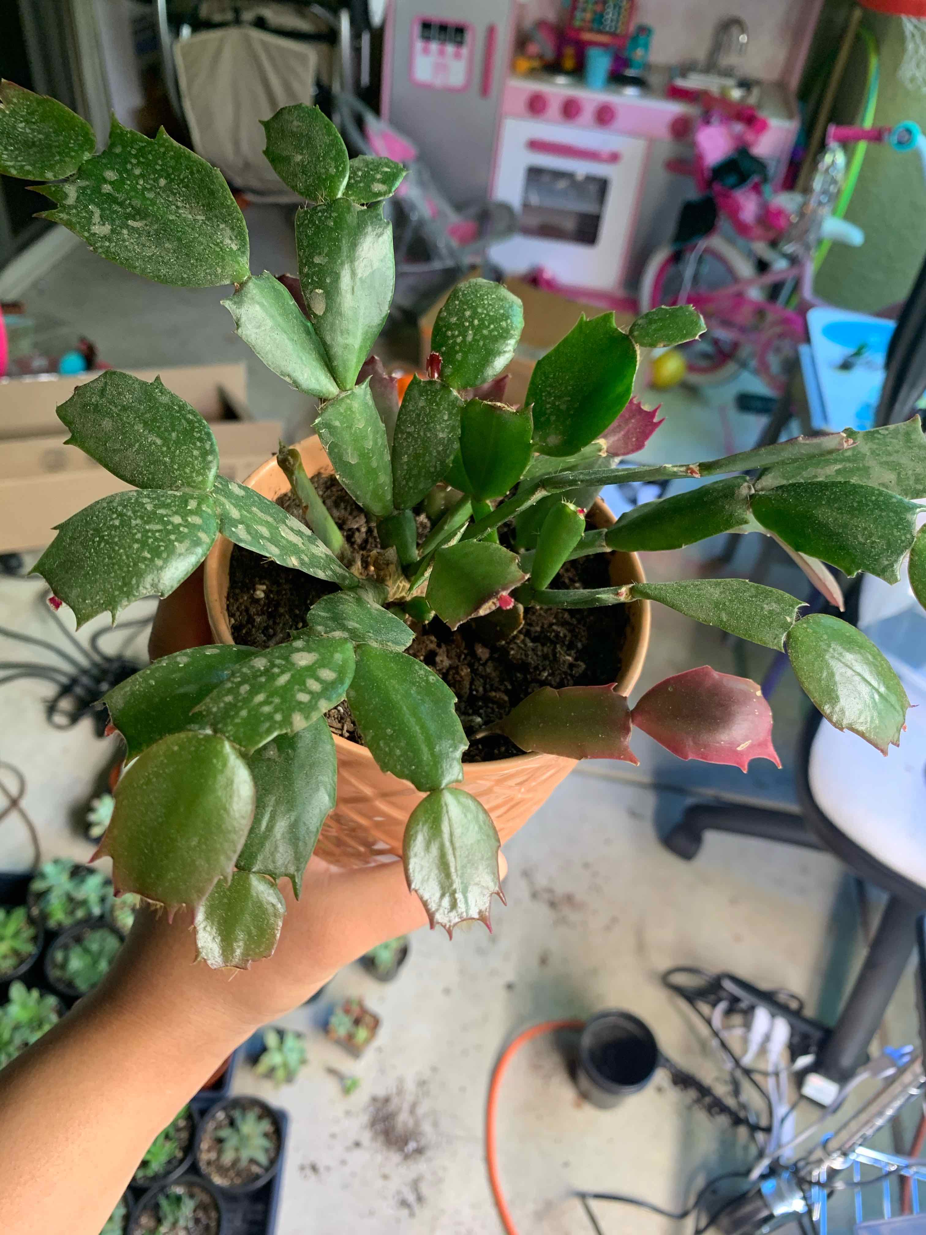 false Christmas Cactus in a pot with visible white spots on leaves, held by a hand.