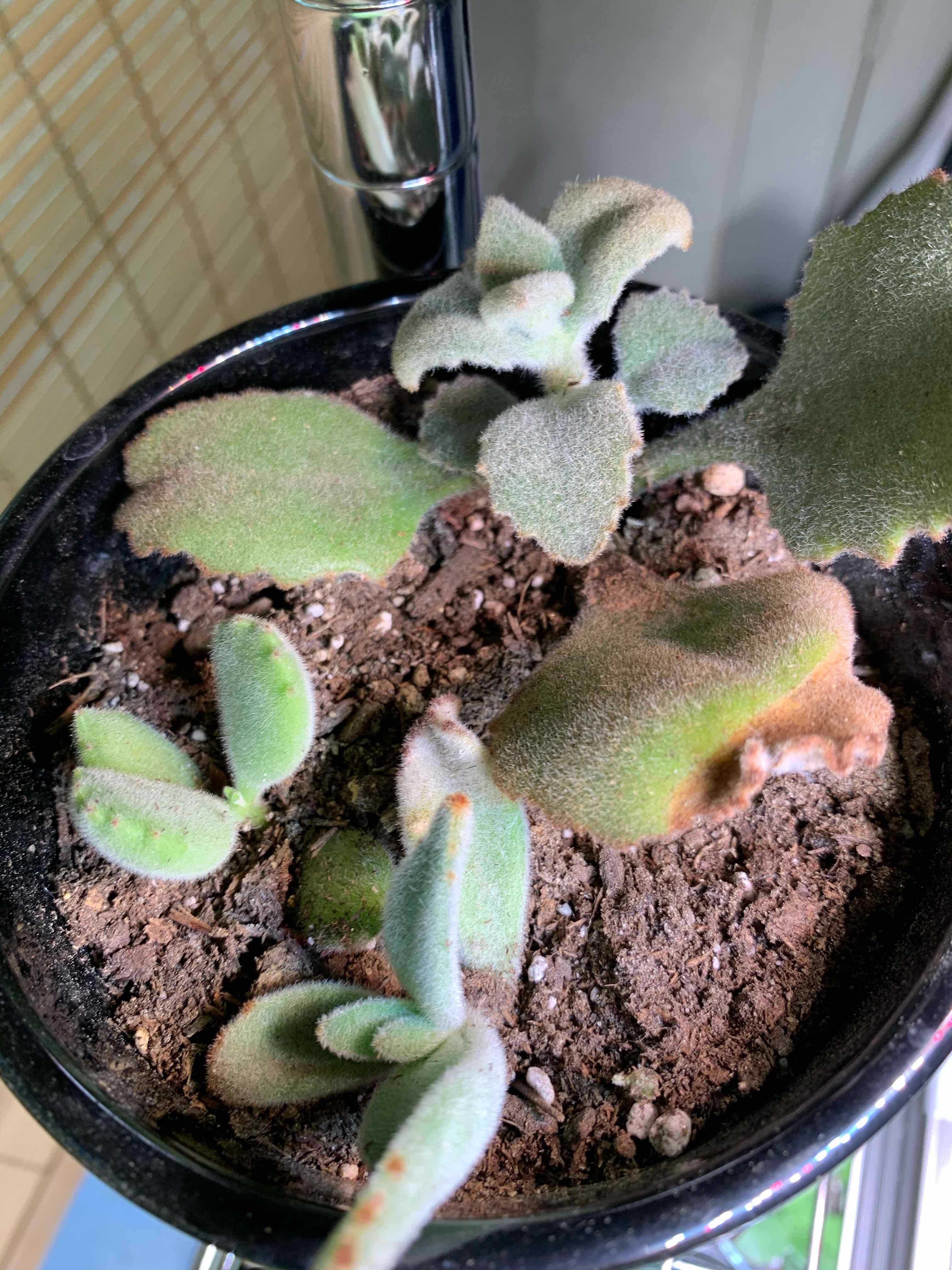 Potted Felt Bush plant with some browning leaves and visible soil.
