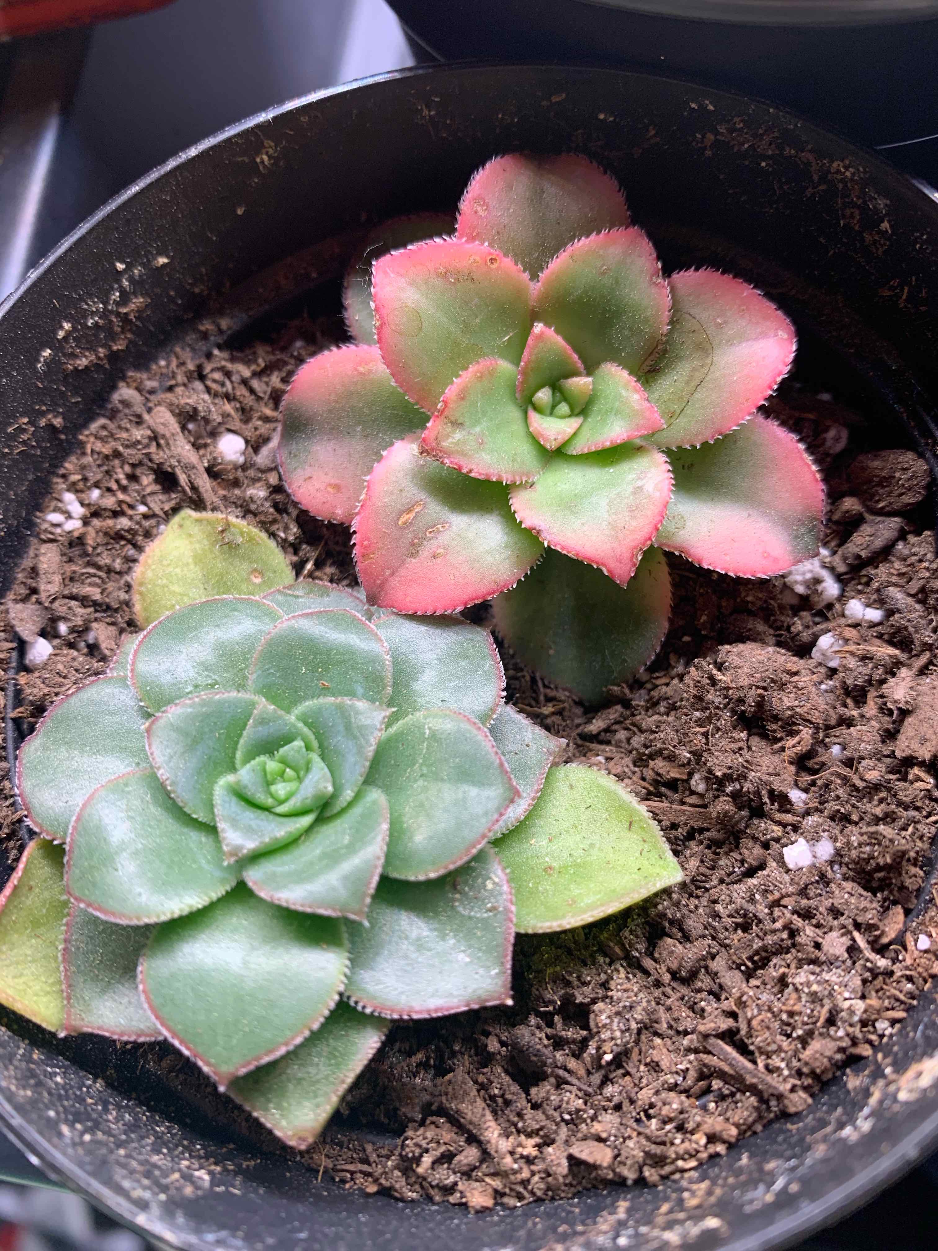 Two Aeonium 'Sunburst' plants in a pot with visible soil. One plant has red edges.