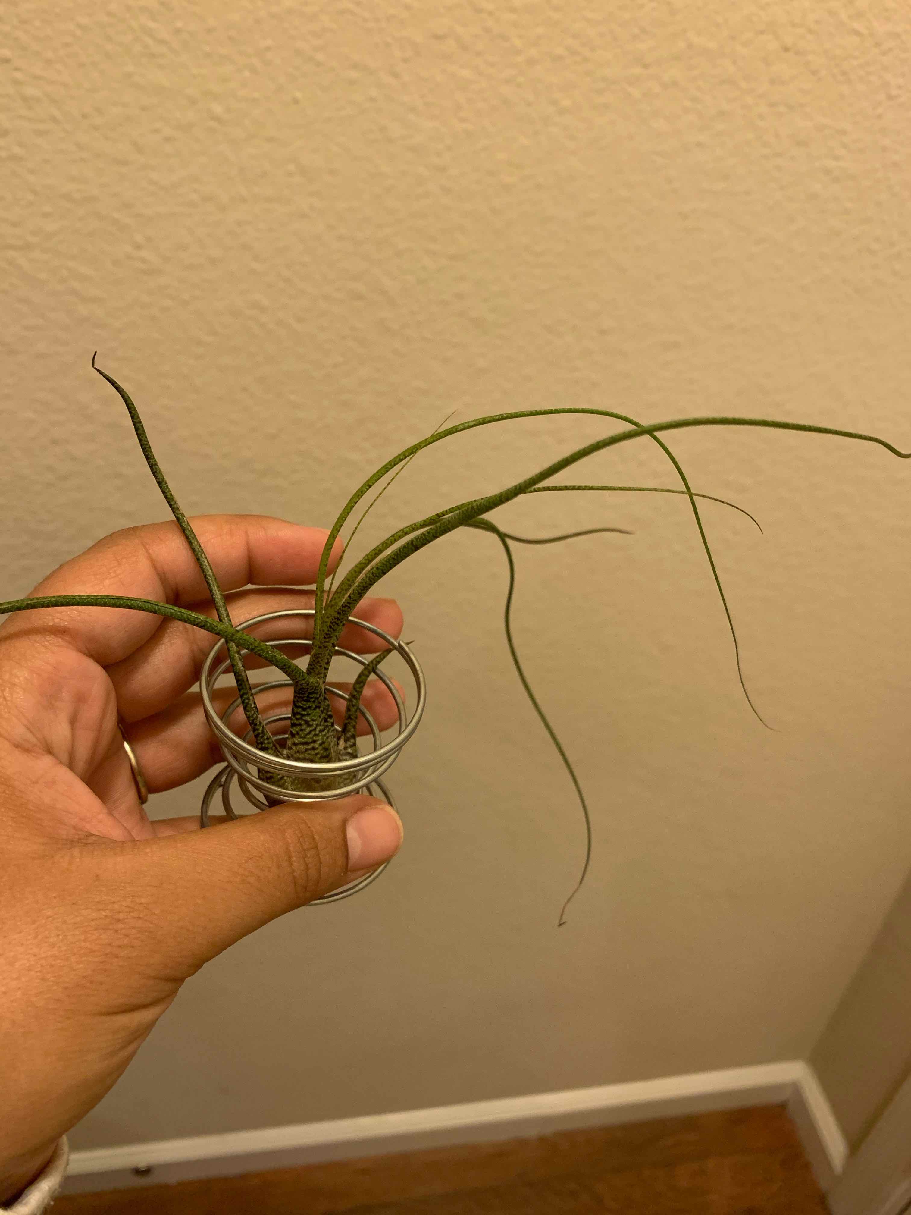 Medusa Head Air Plant held by a hand, appears healthy with green leaves.