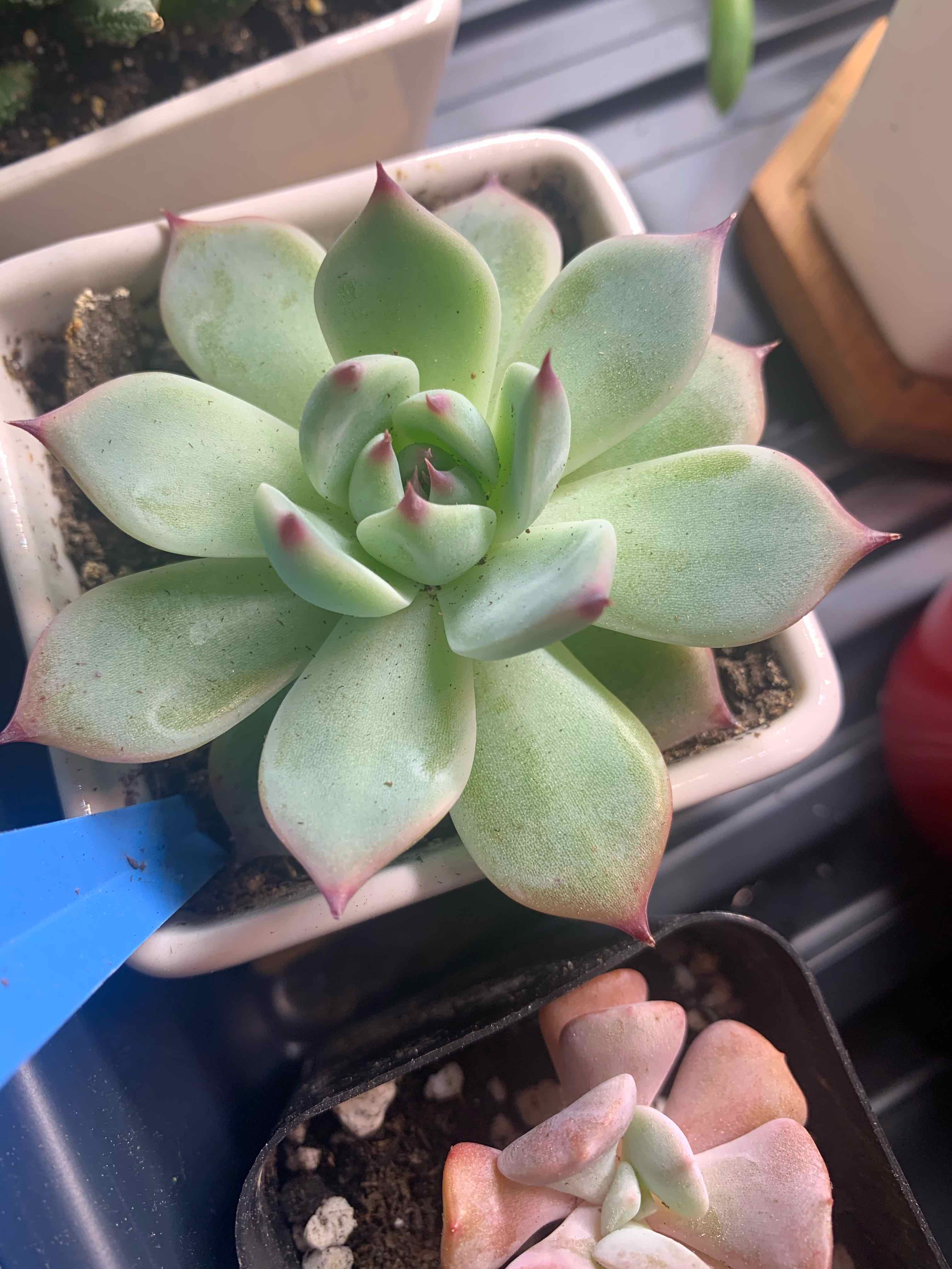 Echeveria colorata succulent with green leaves and red tips in a small pot.