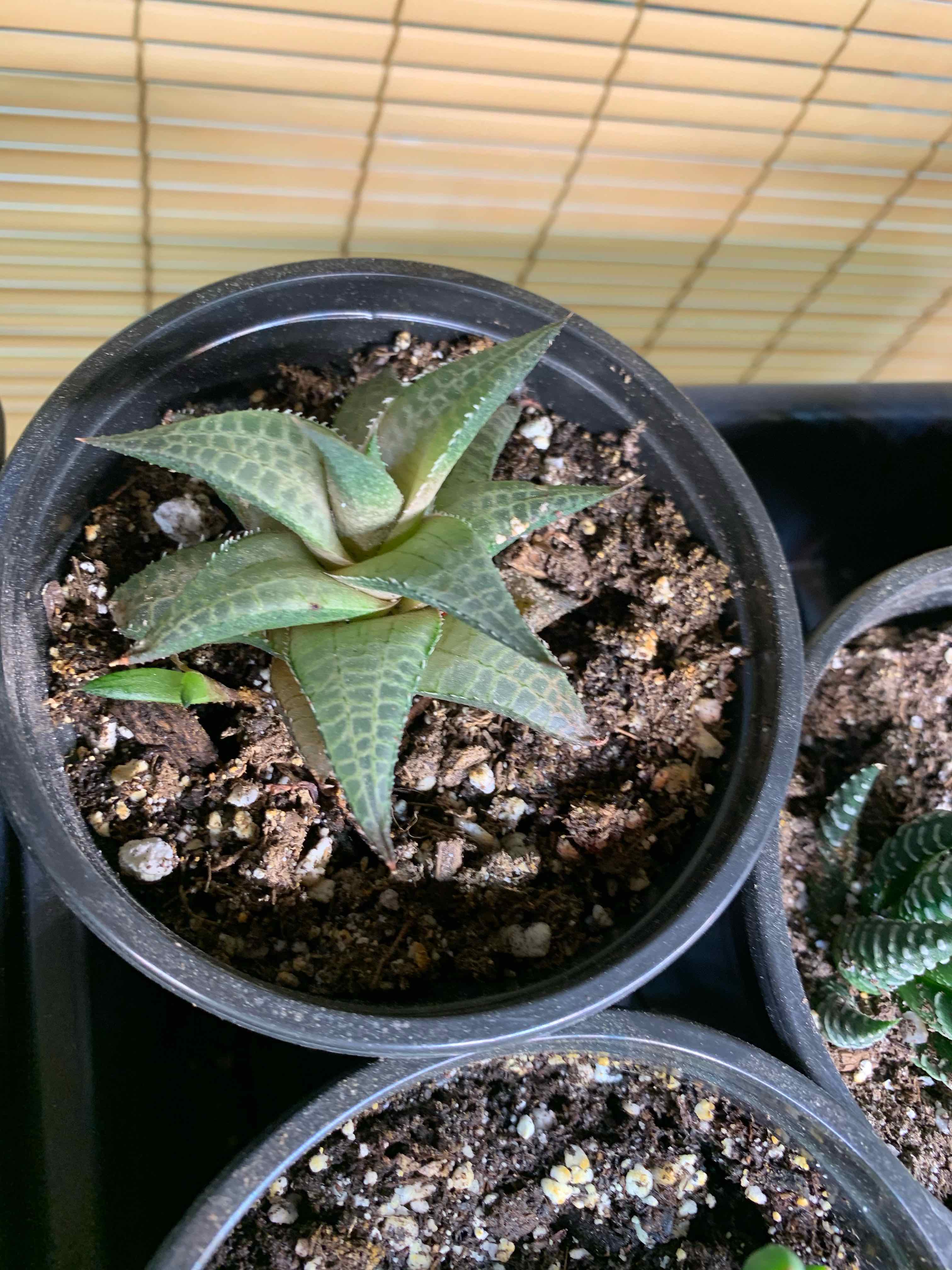 Veined Haworthia plant in a small pot with visible soil, well-framed and in focus.