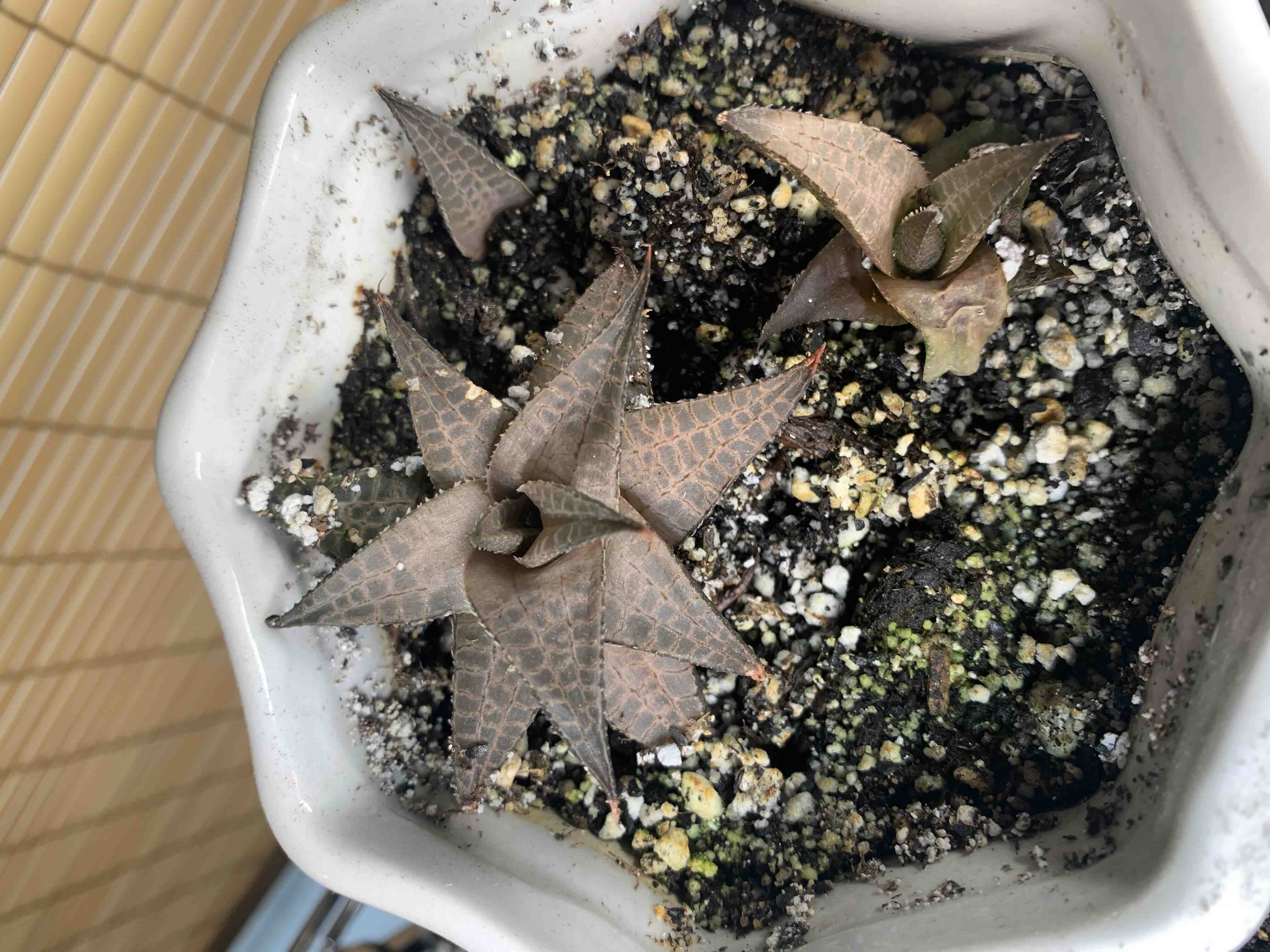 Veined Haworthia plant in a pot with visible soil and some leaf discoloration.